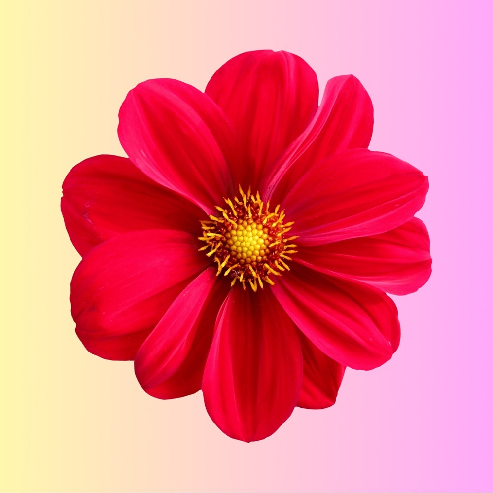 Meet your Posher, Christy